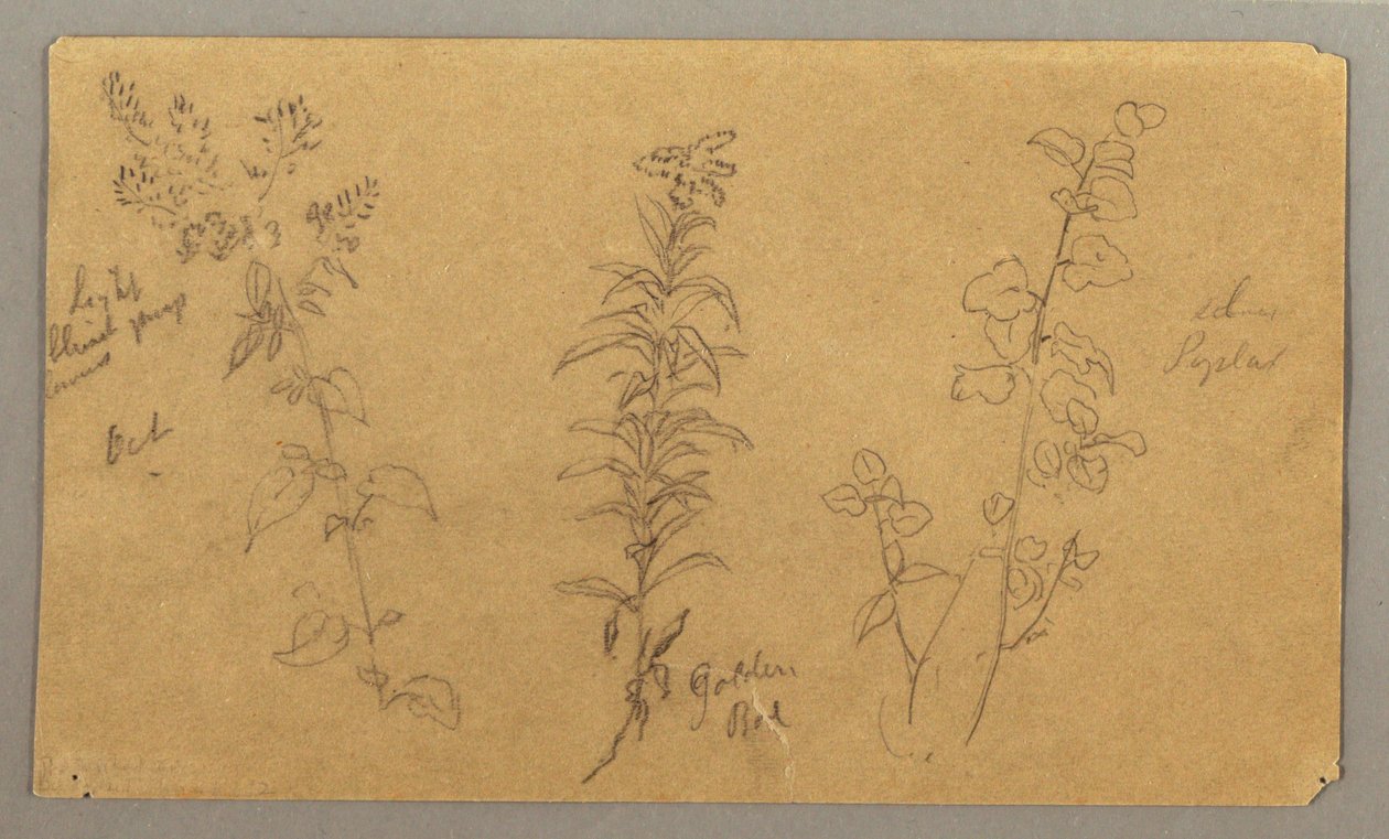 デッサン、3つの植物の習作、1865年10月 作： フレデリックエドウィン教会