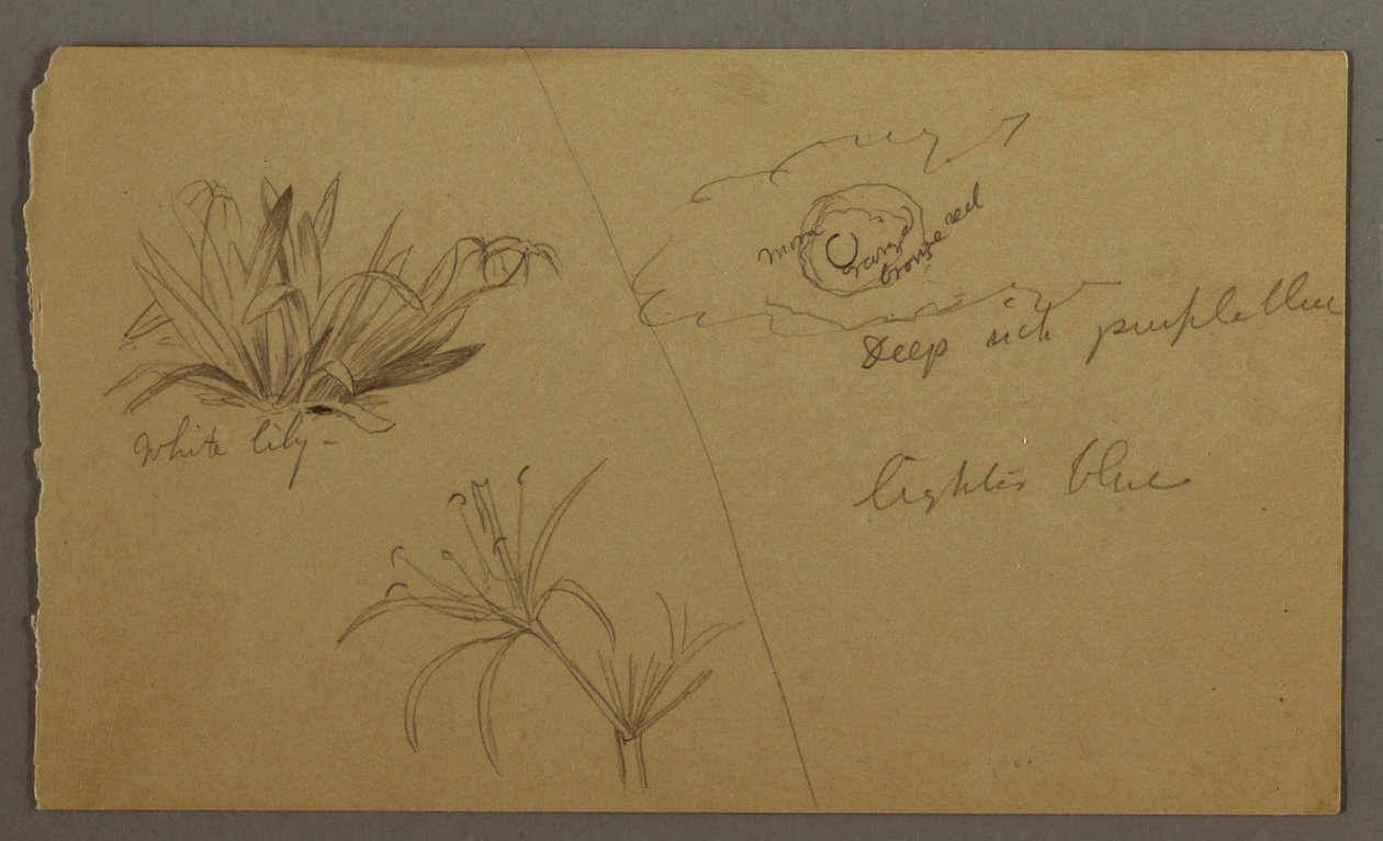 デッサン、白百合、月、おそらく1865-66年 作： フレデリックエドウィン教会