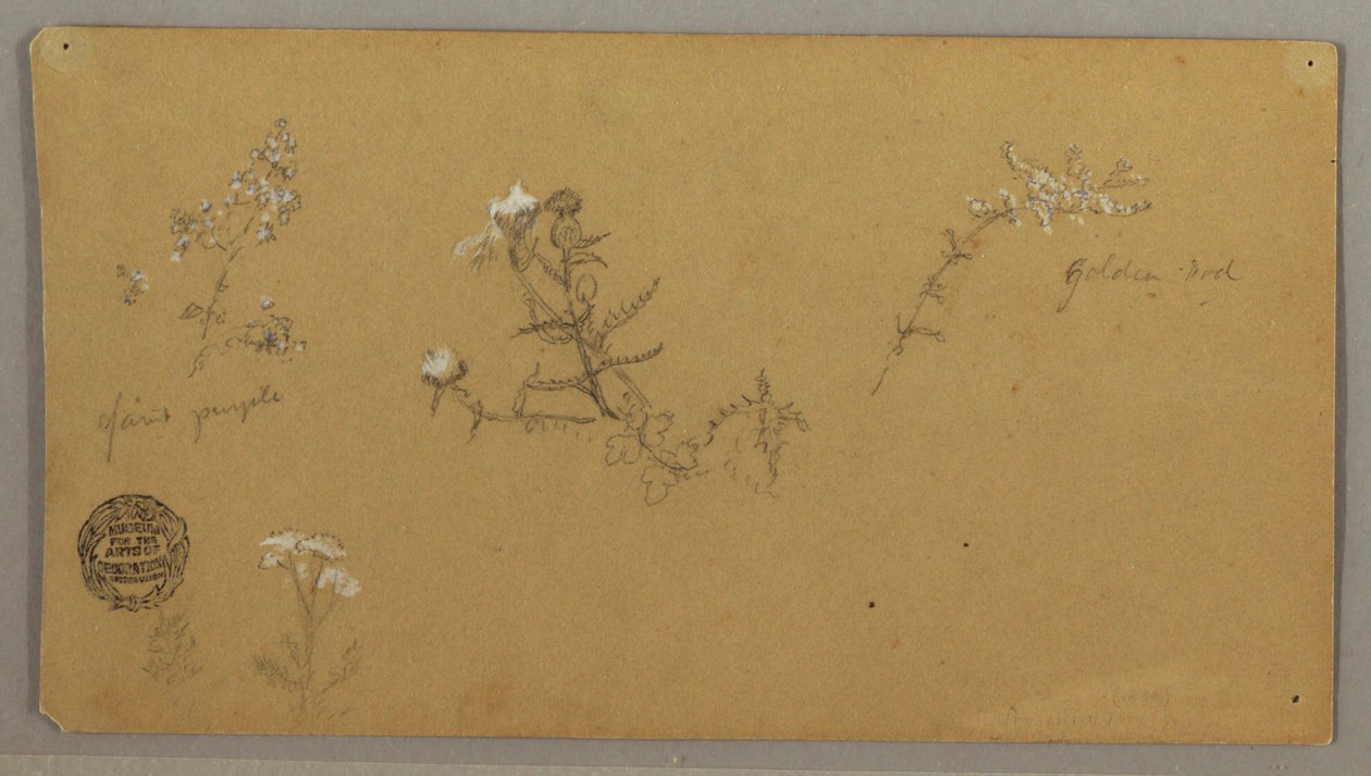 顕花植物 作： フレデリックエドウィン教会