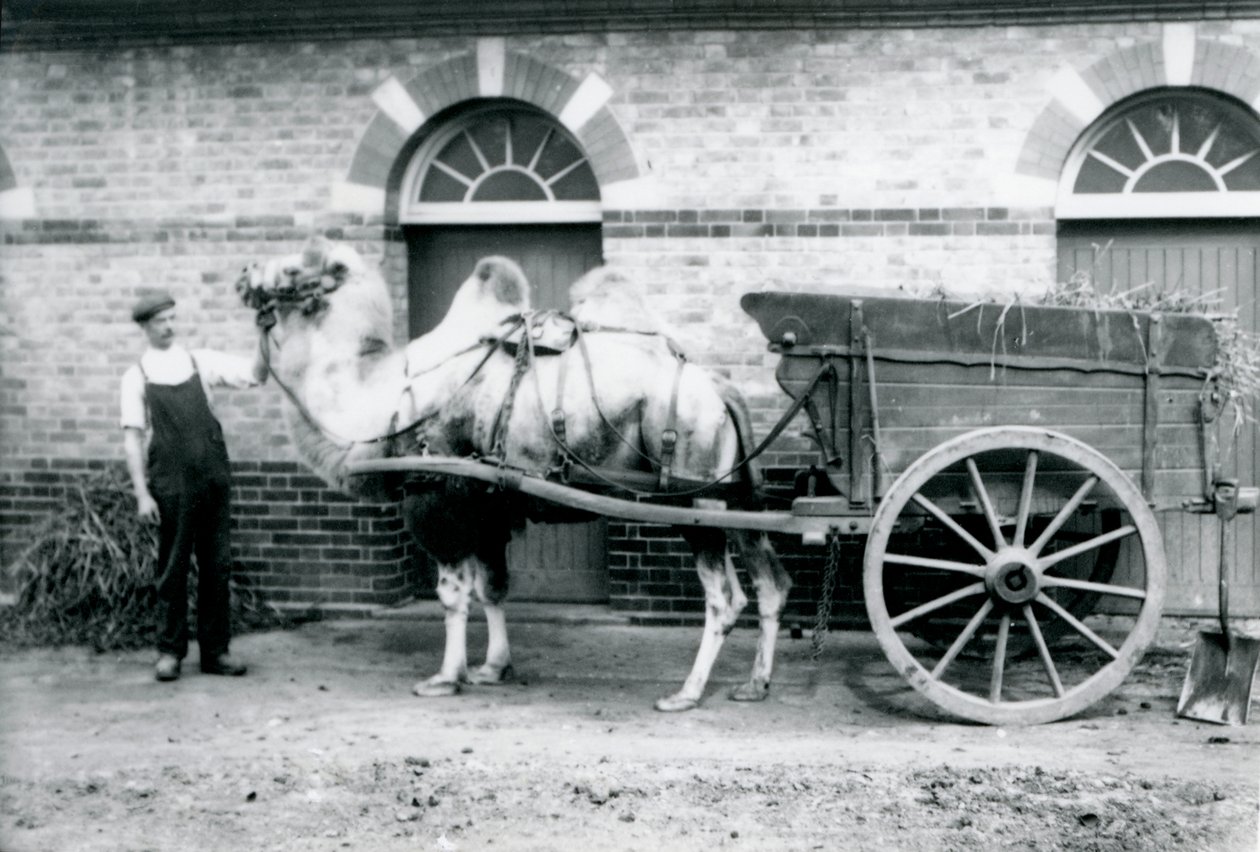 1913年にロンドン動物園で糞車を引っ張るフタコブラクダ 作： フレデリックウィリアムボンド