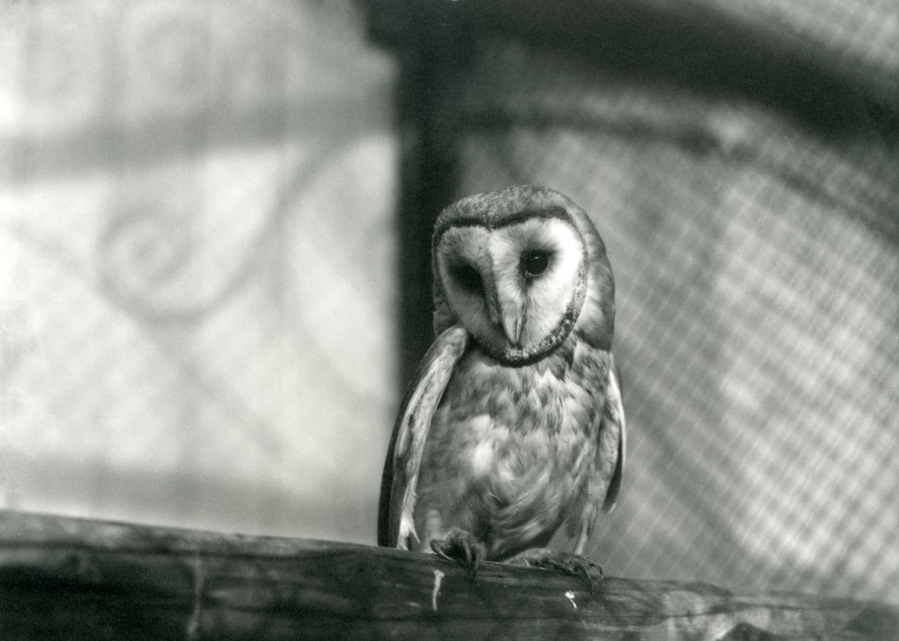 1922年1月、ロンドン動物園のメンフクロウ 作： フレデリックウィリアムボンド