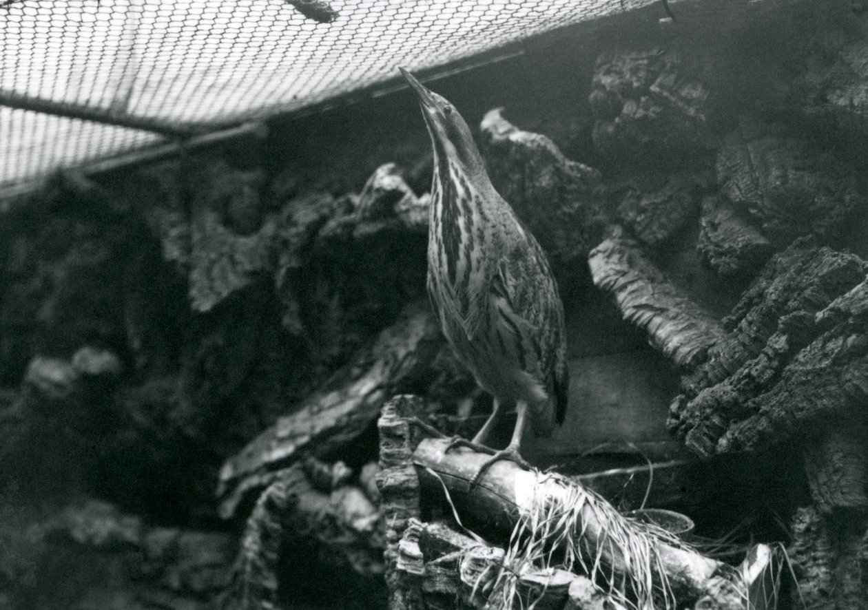 ロンドン動物園でのにがり、1922年6月 作： フレデリックウィリアムボンド