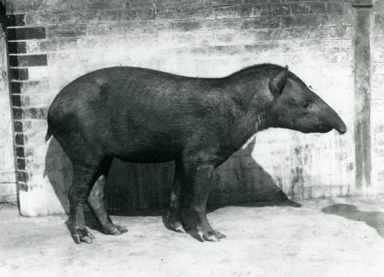 1922年10月、ロンドン動物園でのブラジリアンサウスアメリカンバク 作： フレデリックウィリアムボンド