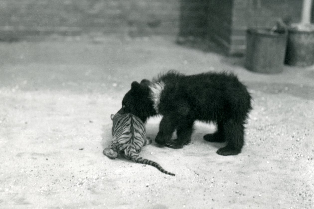 1914年4月、ロンドン動物園でヒグマの子がトラの子と遊ぶ 作： フレデリックウィリアムボンド