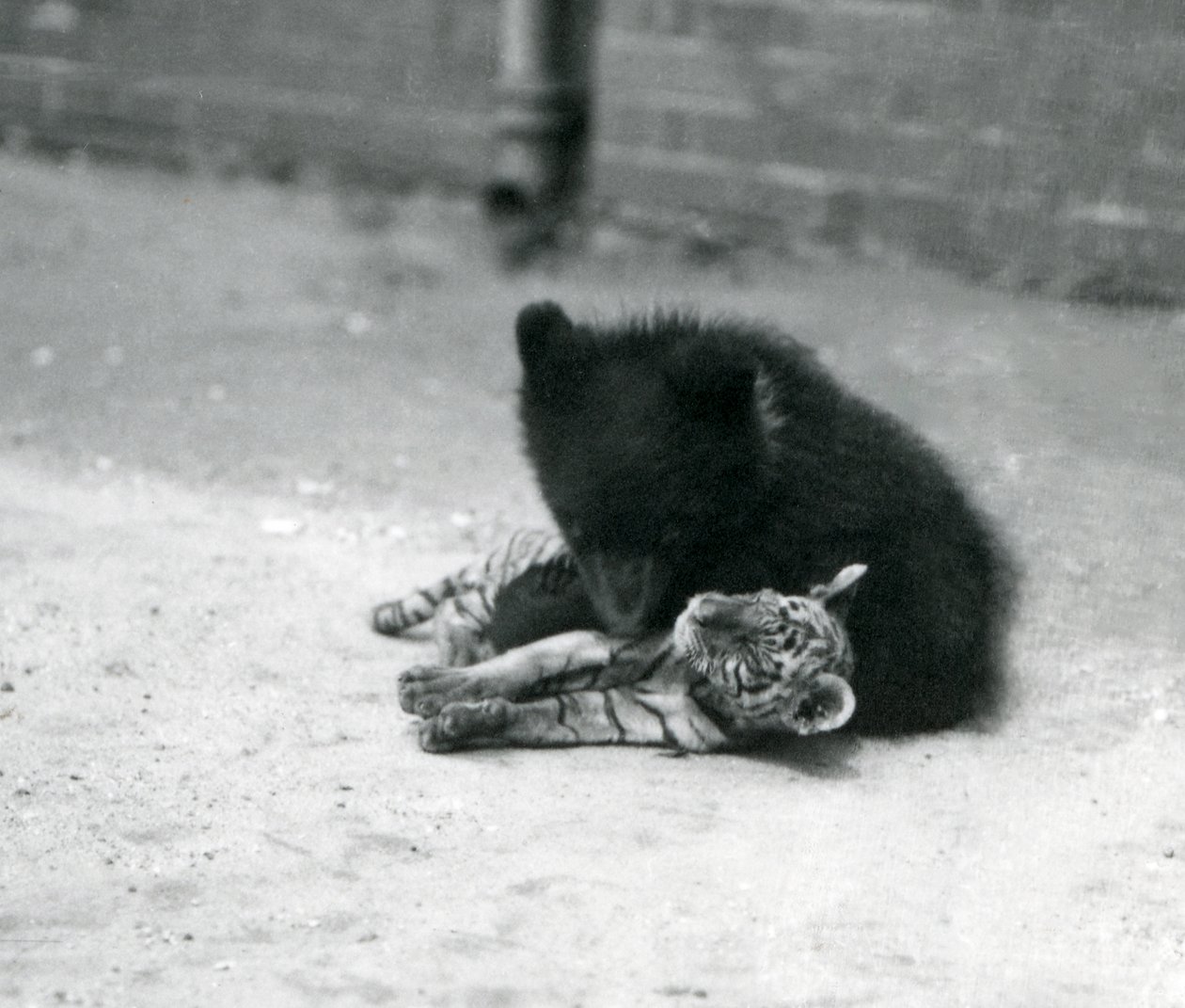 1914年4月、ロンドン動物園でヒグマの子がトラの子と遊ぶ 作： フレデリックウィリアムボンド