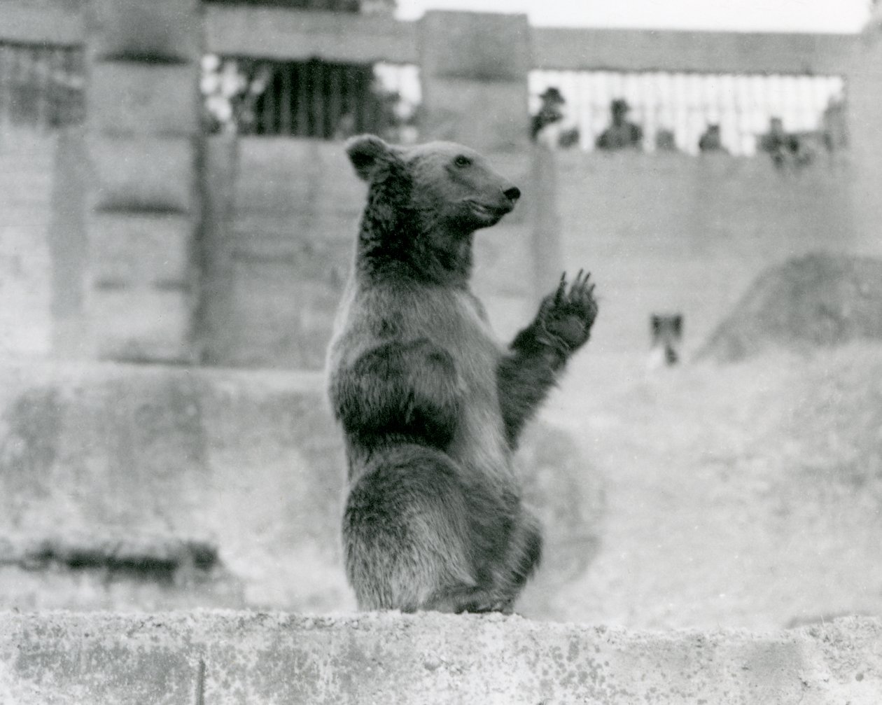 Mappin Terraces、ロンドン動物園、1922年（bw写真）のエンクロージャで訪問者の前に座っているヒグマ 作： フレデリックウィリアムボンド