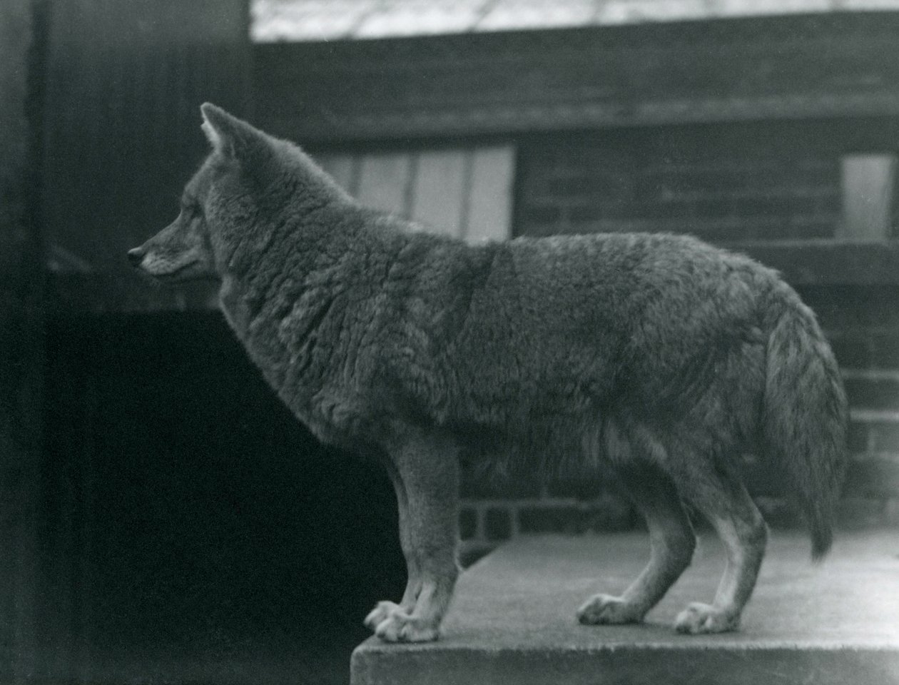 1920年10月、ロンドン動物園のコヨーテ 作： フレデリックウィリアムボンド