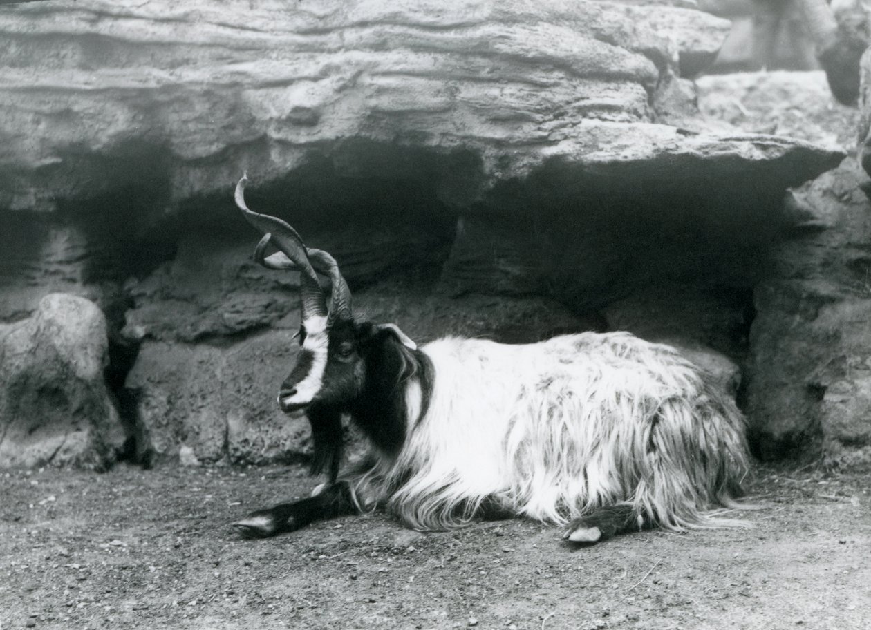 1922年6月、ロンドン動物園の角のある山羊 作： フレデリックウィリアムボンド