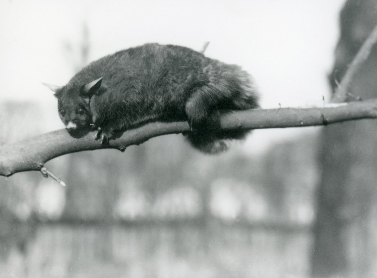 ロンドン動物園の支部から下を見下ろすフライングファランジャー、1923年頃（bw写真） 作： フレデリックウィリアムボンド