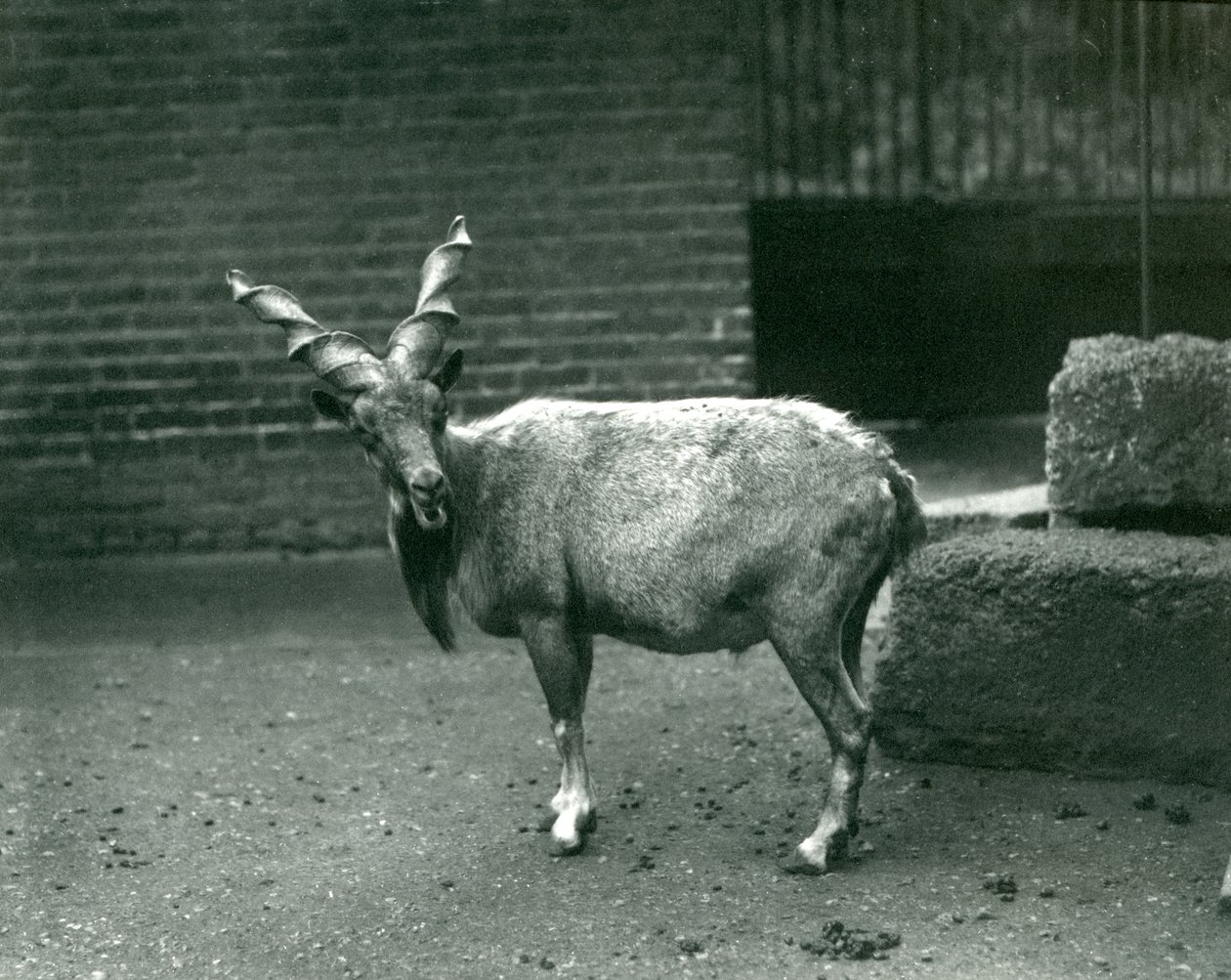 ロンドン動物園のマーコール、1914年6月 作： フレデリックウィリアムボンド