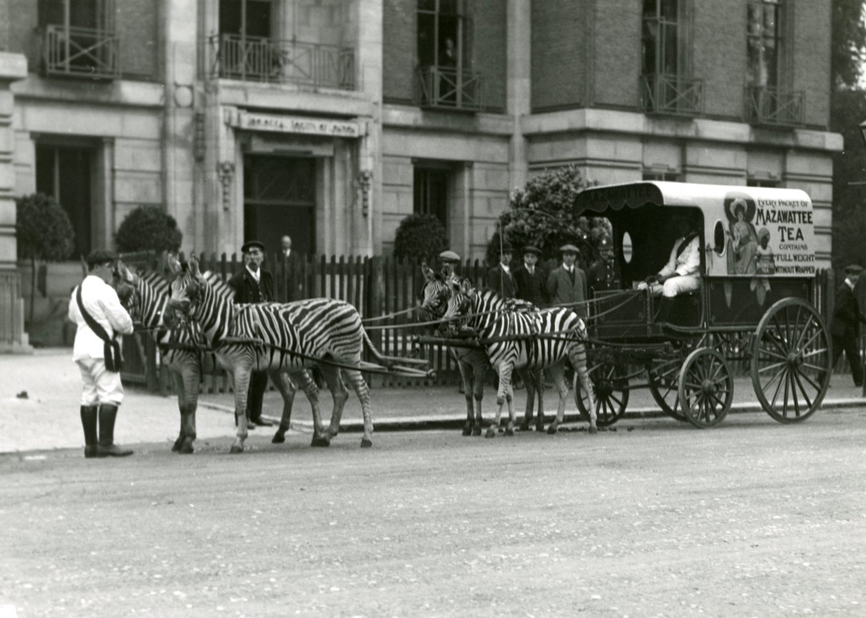 1914年6月、ロンドン動物園協会のリージェンツパークオフィスの外で、シマウマのチームが描いたマザワッティーティーカート 作： フレデリックウィリアムボンド