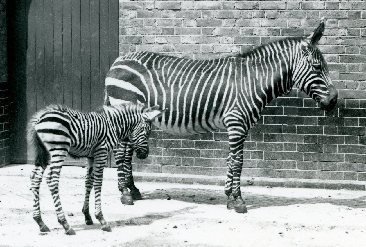 1915年にロンドン動物園で彼女のハイブリッド子馬（チャップマンのゼブラxマウンテンゼブラ）とマウンテンゼブラ 作： フレデリックウィリアムボンド