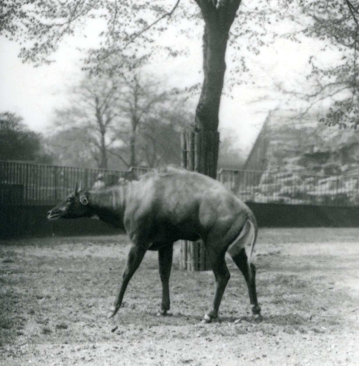 1923年4月、ロンドン動物園でのニルガイまたはアジアカモシカ（bw写真） 作： フレデリックウィリアムボンド