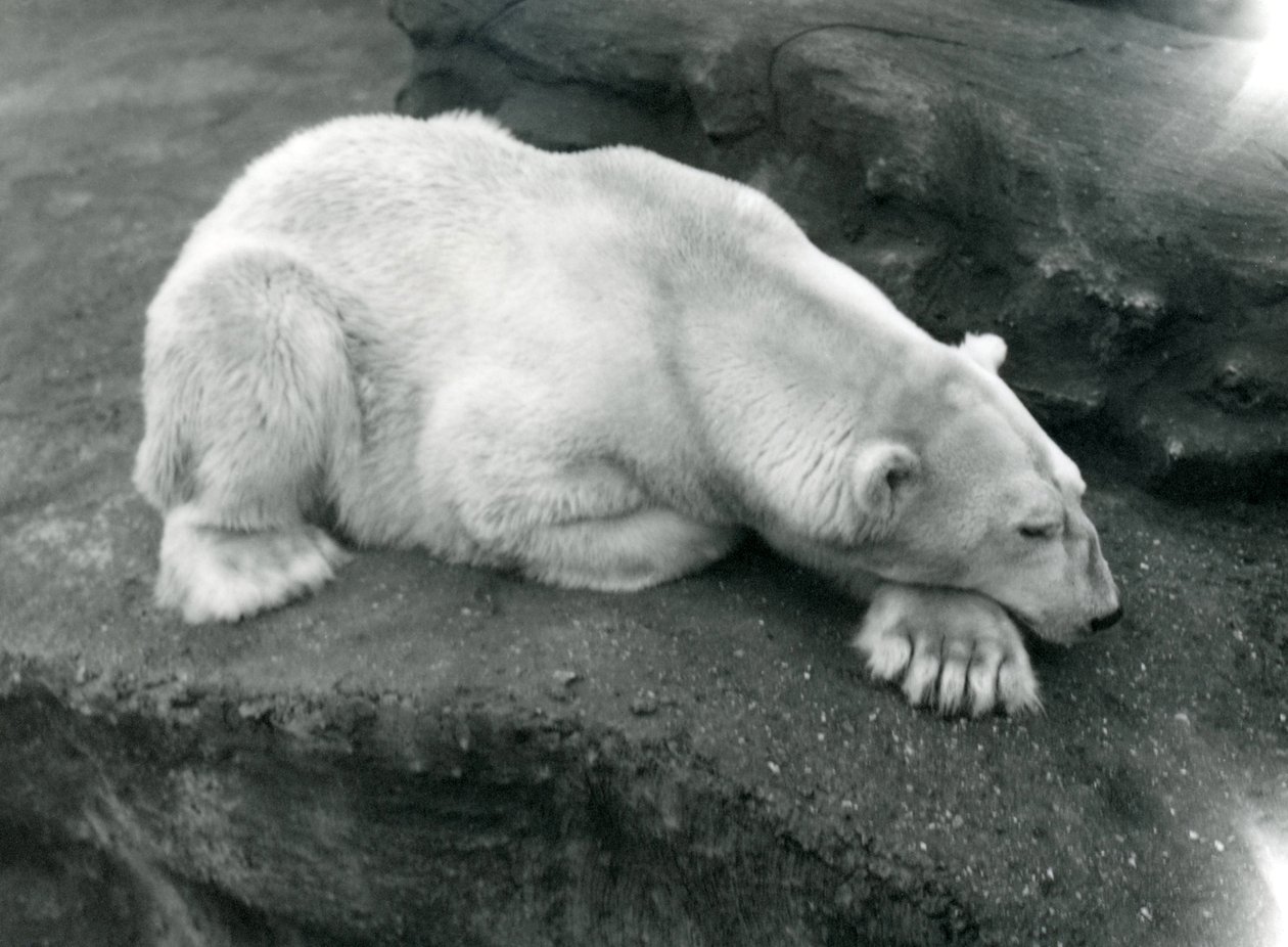 1920年10月にロンドン動物園で前足を頭で休んでいるホッキョクグマ 作： フレデリックウィリアムボンド