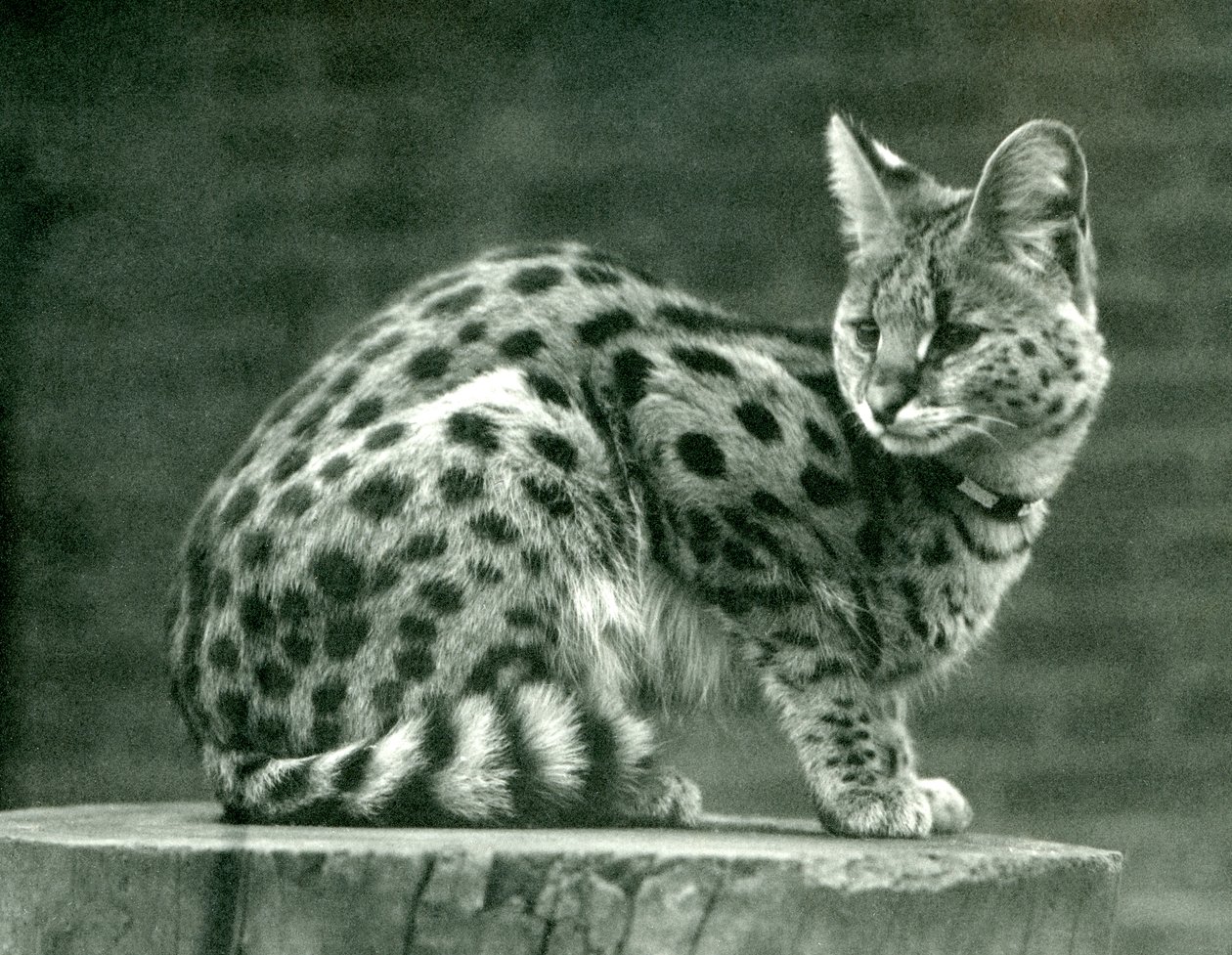 ロンドン動物園のサーバル、1923年（bw写真） 作： フレデリックウィリアムボンド