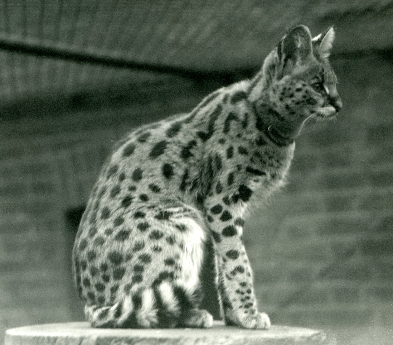 ロンドン動物園のサーバル、1923年（bw写真） 作： フレデリックウィリアムボンド
