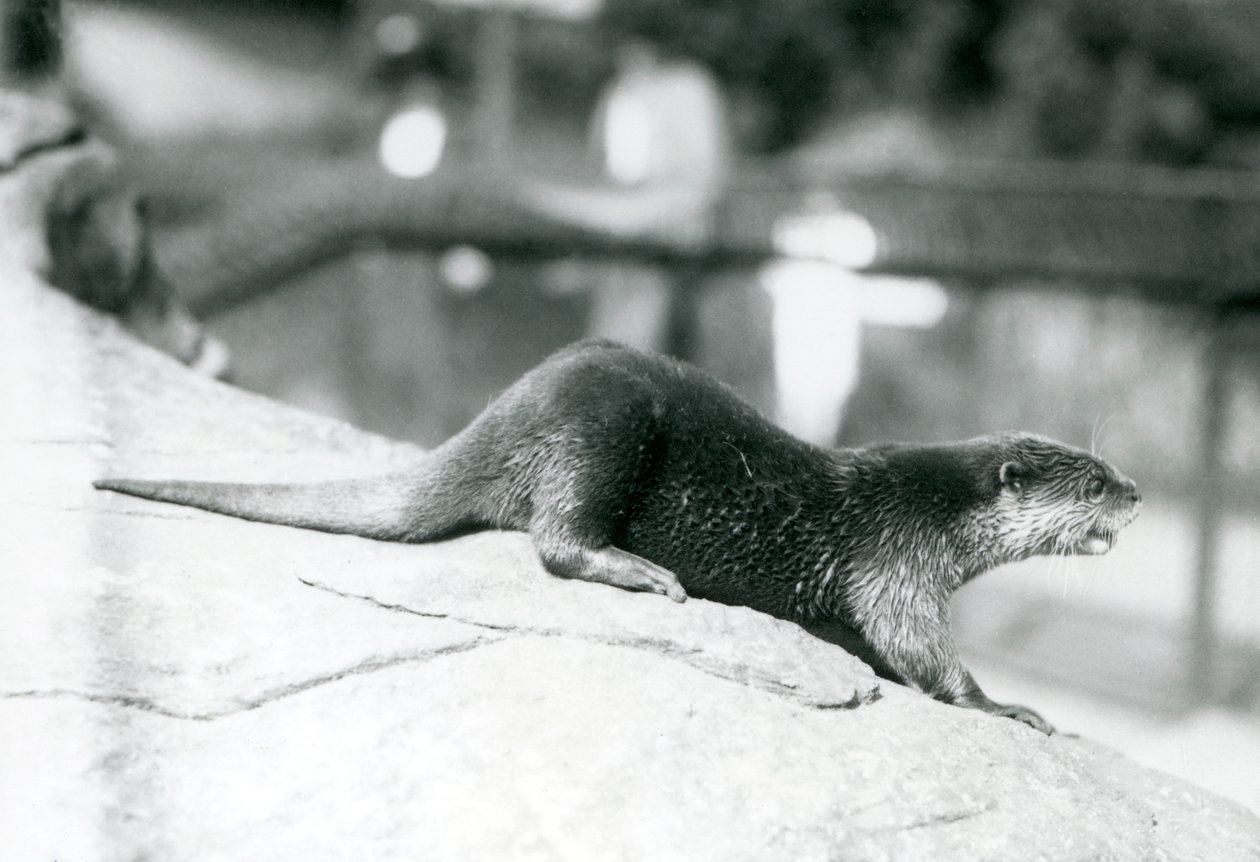 1913年8月、ロンドン動物園で小爪のカワウソ 作： フレデリックウィリアムボンド