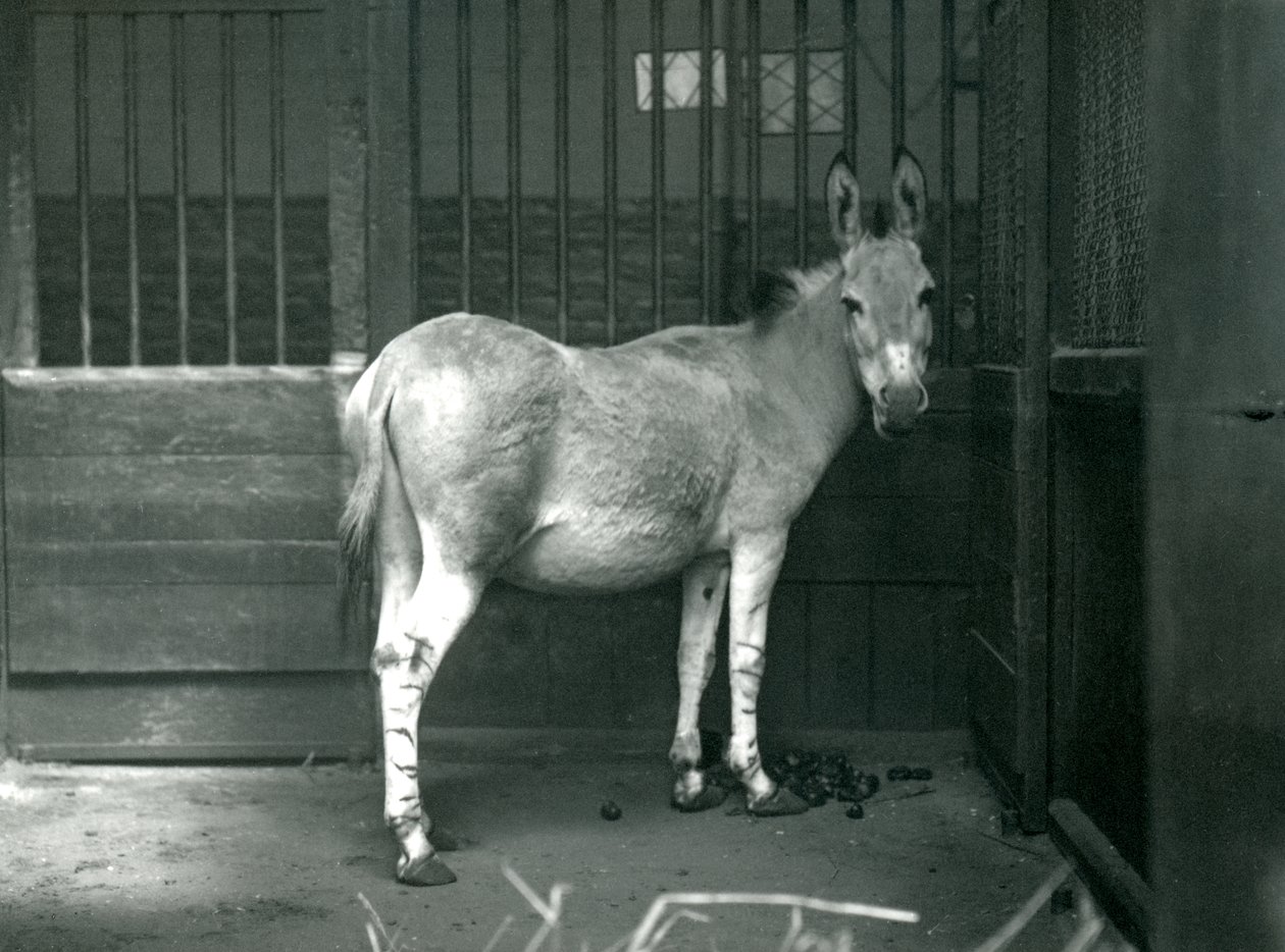 1915年、ロンドン動物園でのソマリワイルドアス。ソマリワイルドアスは、アフリカのワイルドアスの絶滅危惧亜種です。 作： フレデリックウィリアムボンド