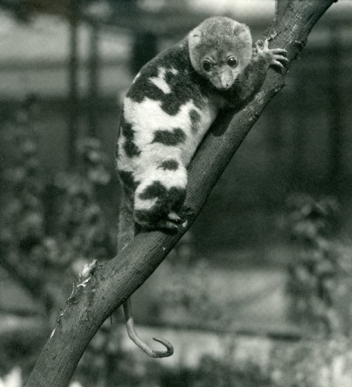 1914年9月、ロンドン動物園の支店から見下ろしている斑点を付けられたクスクス 作： フレデリックウィリアムボンド