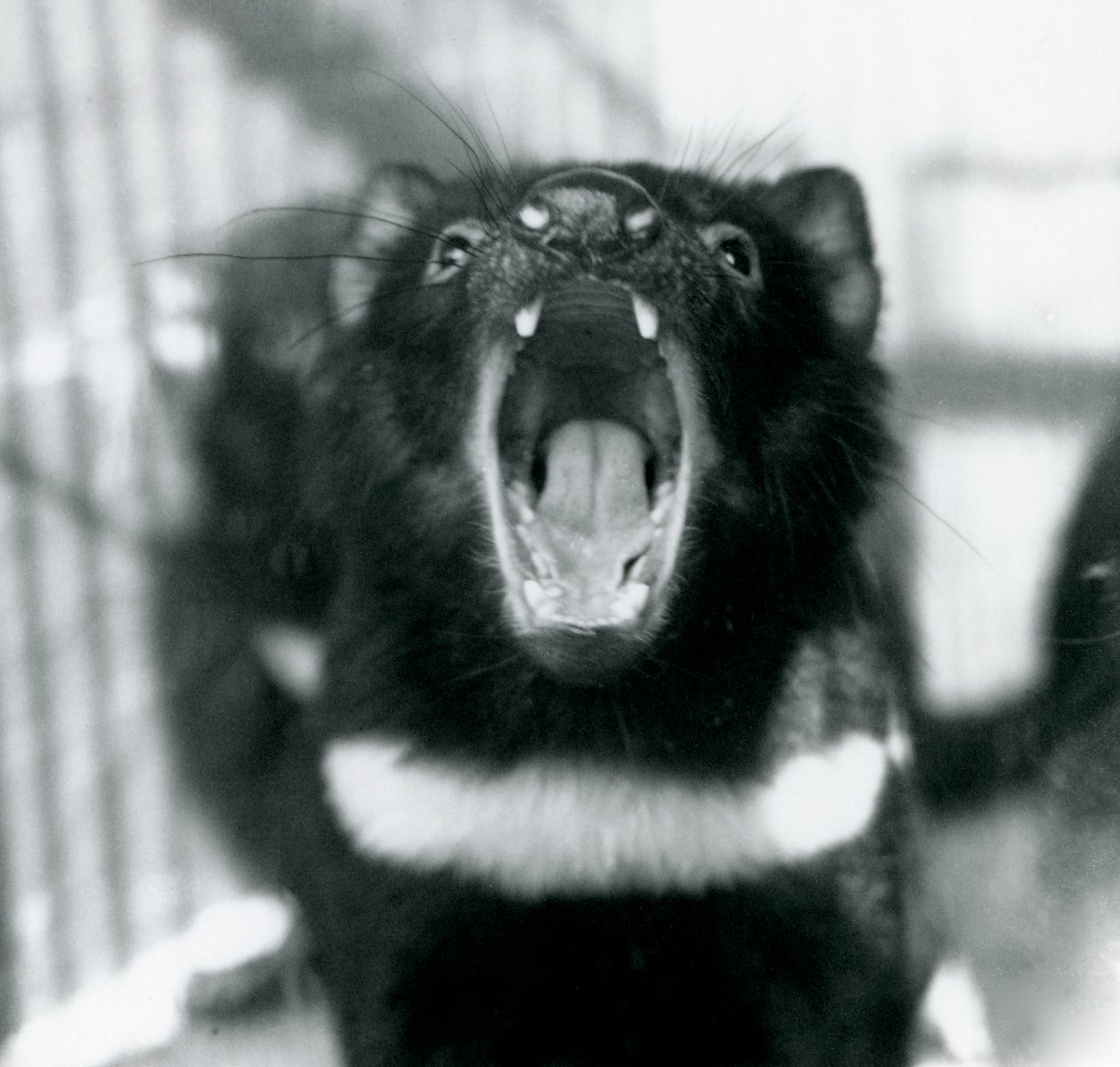ロンドン動物園でのタスマニアデビル、1914年9月 作： フレデリックウィリアムボンド
