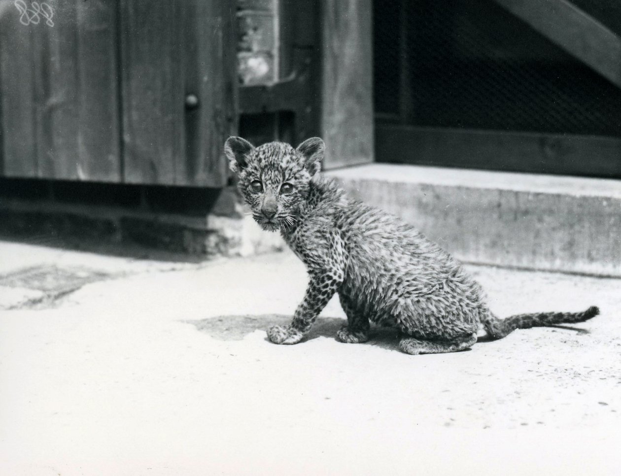 1915年6月、ロンドン動物園で赤ちゃんヒョウ 作： フレデリックウィリアムボンド