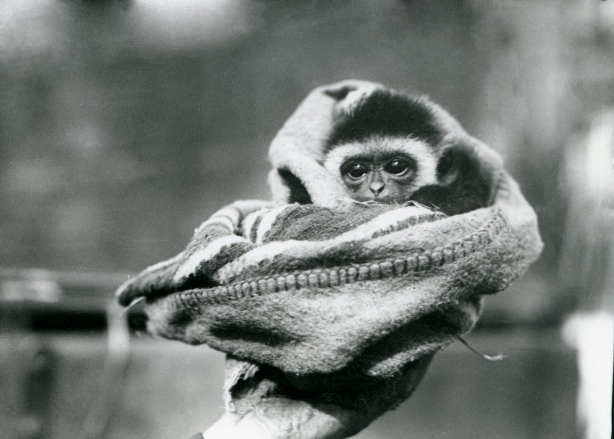 1922年6月、ロンドン動物園で毛布に包まれ片手に抱かれた赤ちゃんテナガザル 作： フレデリックウィリアムボンド