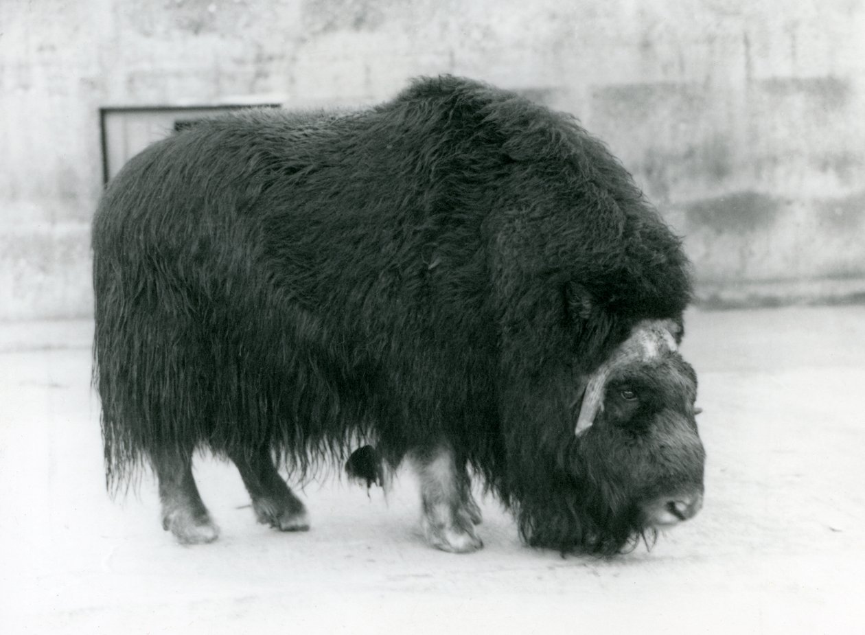 1923年4月、ロンドン動物園での女性のジャコウ牛（bw写真） 作： フレデリックウィリアムボンド