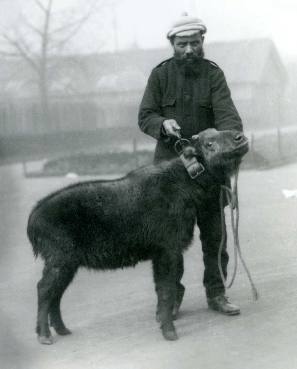 1923年4月、ロンドン動物園のハンドラー付き牛シャモアまたはgnuヤギとしても知られるメスのタキン（bw写真） 作： フレデリックウィリアムボンド