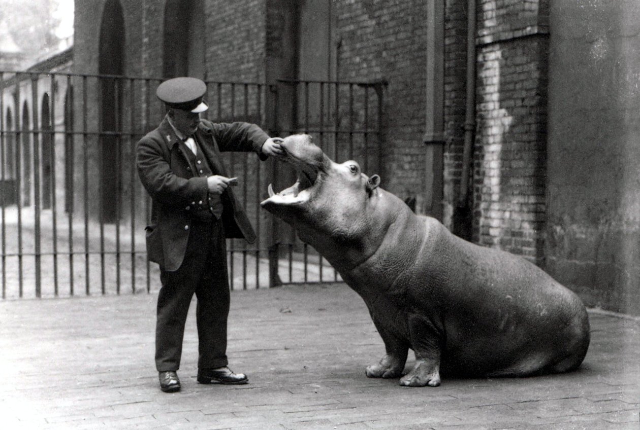 1923年にロンドン動物園で飼育員のアーニーボーマンとカバのボビーが 作： フレデリックウィリアムボンド