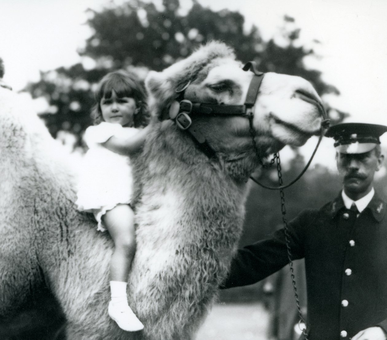 若い女の子を首に乗せているフタコブラクダの飼育係、ロンドン動物園、1922年9月（bw写真） 作： フレデリックウィリアムボンド