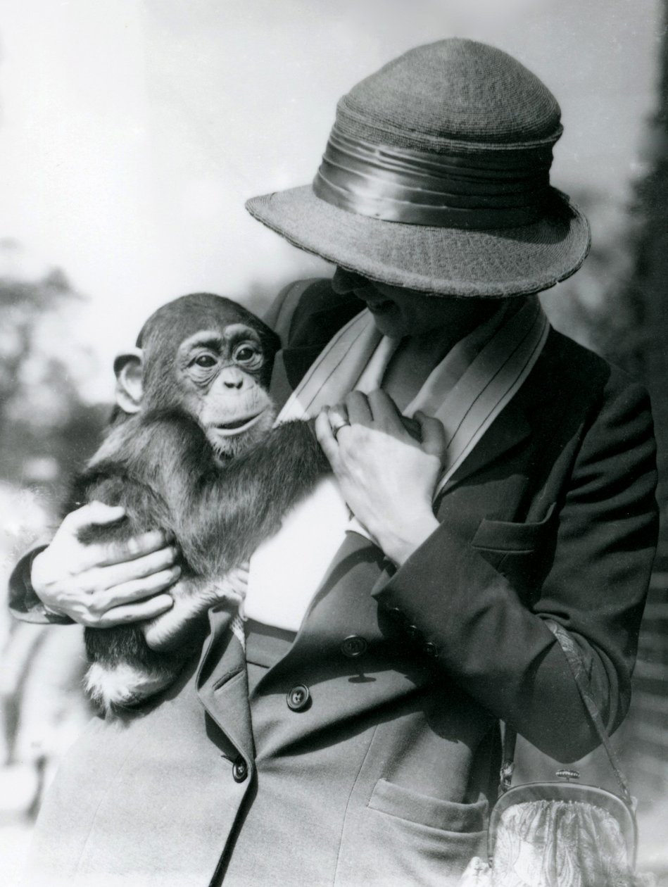 1922年6月、ロンドン動物園で若いチンパンジーを抱く女性 作： フレデリックウィリアムボンド