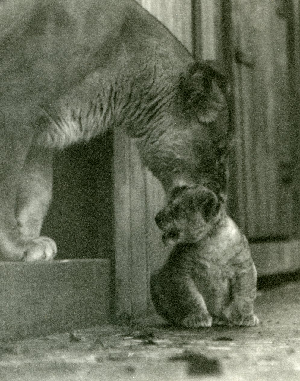 1923年10月、ロンドン動物園の首の首筋で、動物園で生まれた子を持ち上げようとしている雌ライオン（bw写真） 作： フレデリックウィリアムボンド