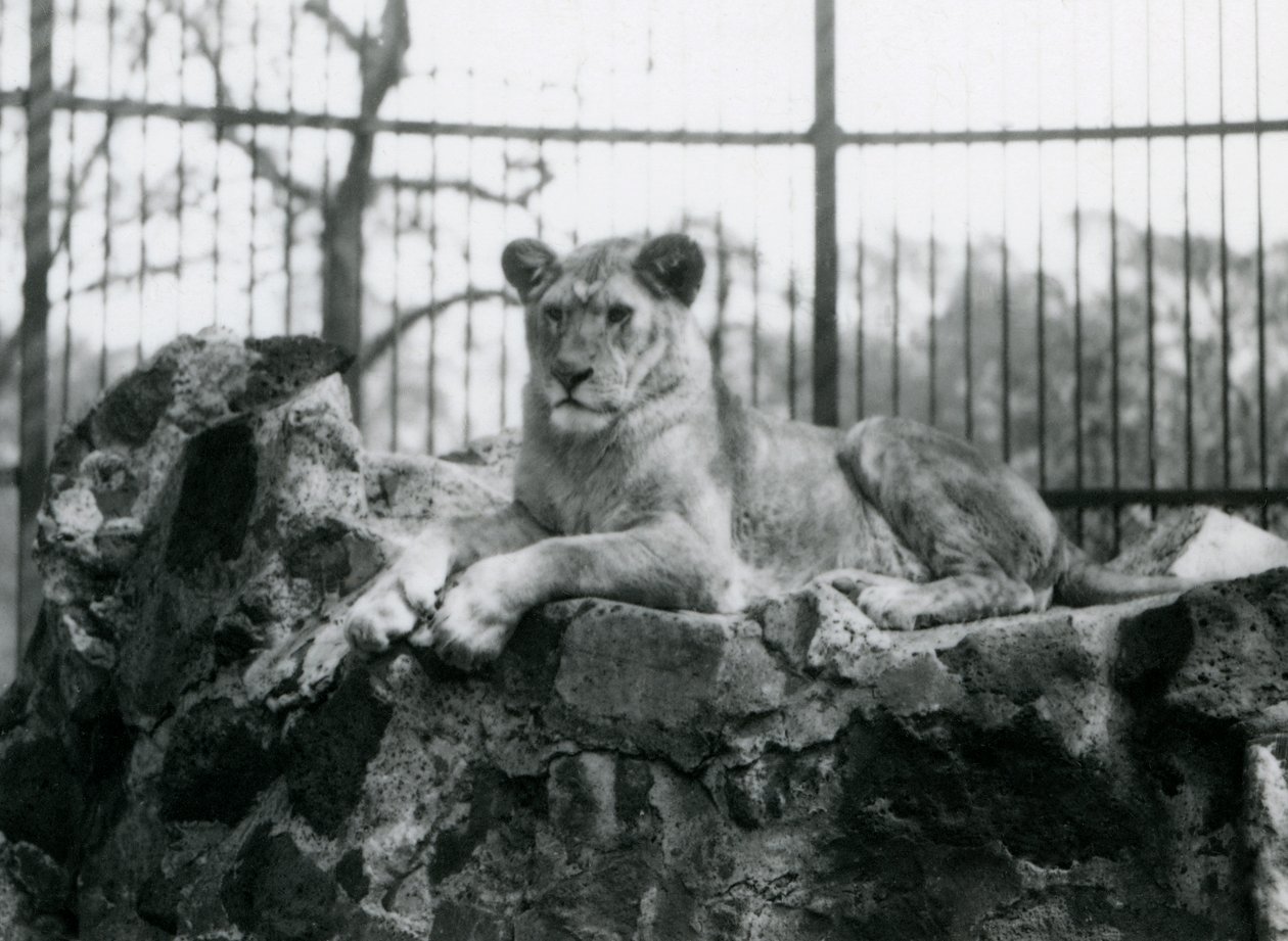 1923年にロンドン動物園で彼女の囲いの壁に横たわっている雌ライオン（bw写真） 作： フレデリックウィリアムボンド