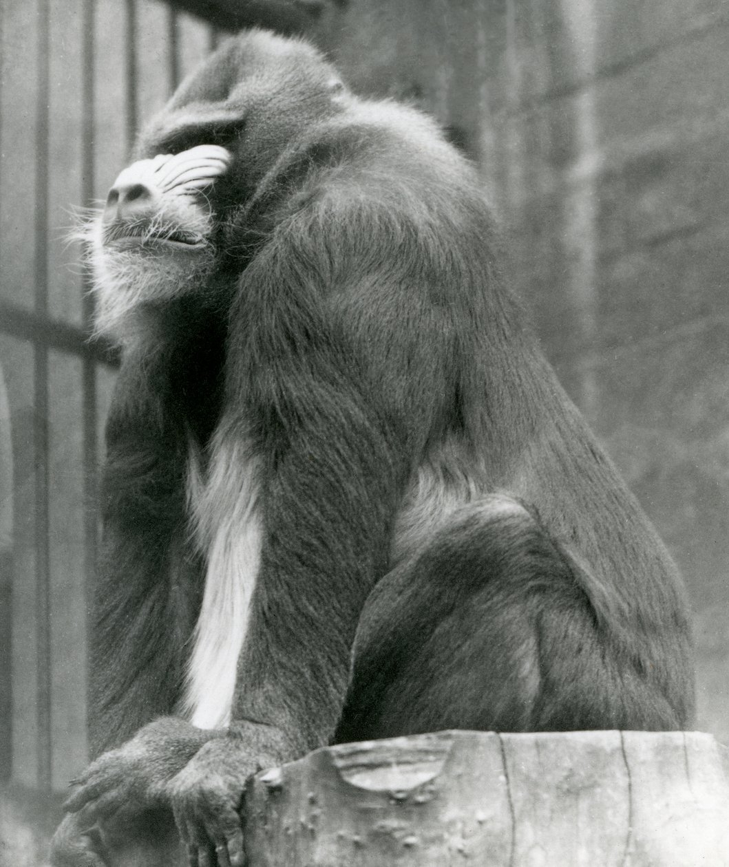 1923年8月、ロンドン動物園の囲いの丸太に座っている男性のマンドリルジョージ（bw写真） 作： フレデリックウィリアムボンド
