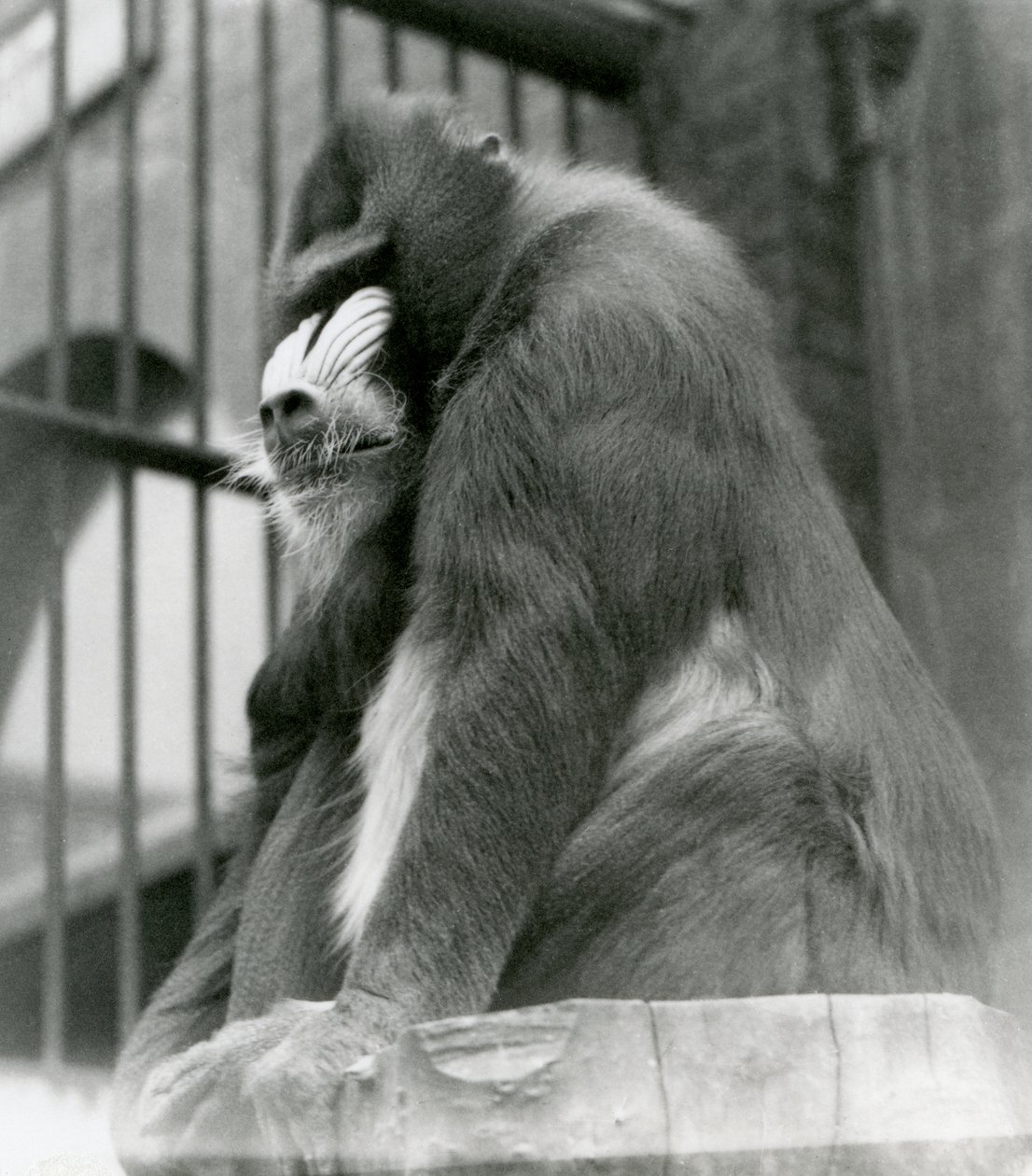 1923年8月、ロンドン動物園の囲いの丸太に座っている男性のマンドリルジョージ（bw写真） 作： フレデリックウィリアムボンド