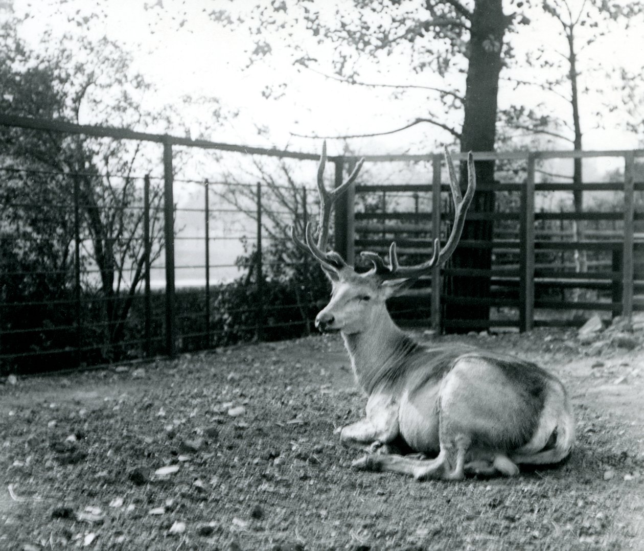 1913年9月、ロンドン動物園に座っている、成熟したワリカの鹿（Shou、中央アジア、またはチベットのレッドディアとも呼ばれる） 作： フレデリックウィリアムボンド