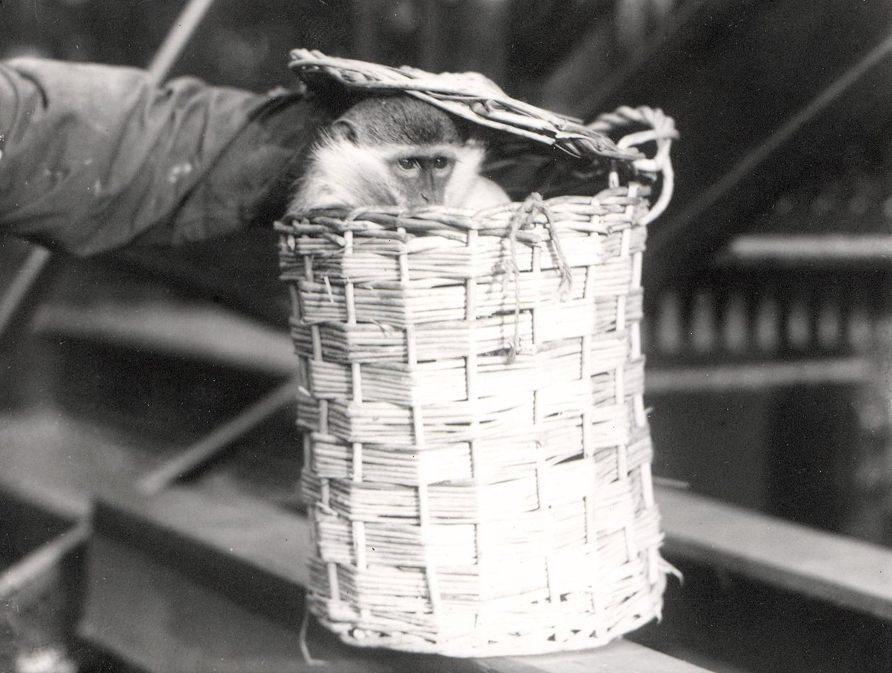1922年12月、ZSLロンドン動物園で足を止めるサル 作： フレデリックウィリアムボンド