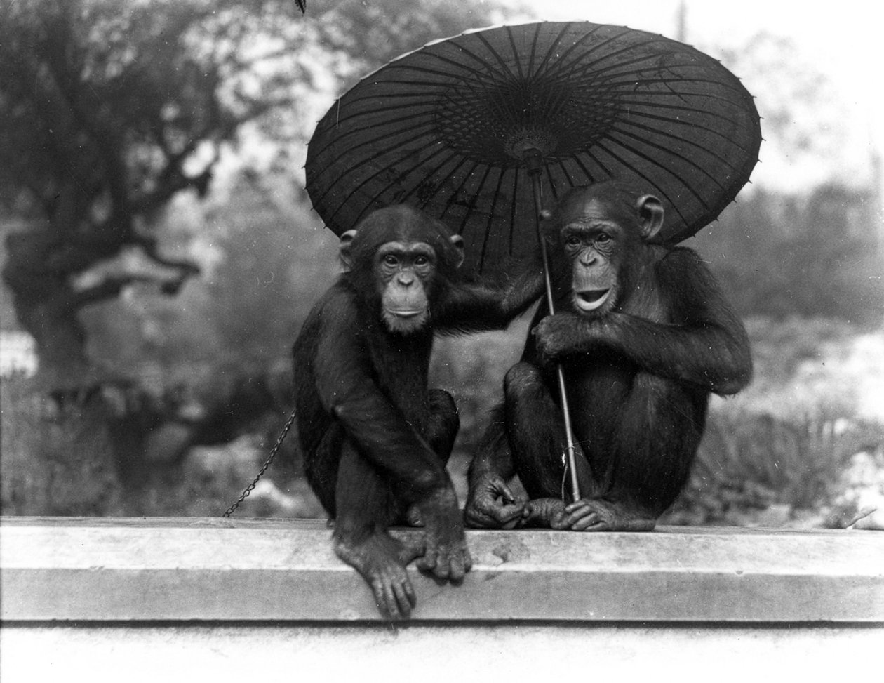 ZSLロンドン動物園での2組のチンパンジー、1931年 作： フレデリックウィリアムボンド