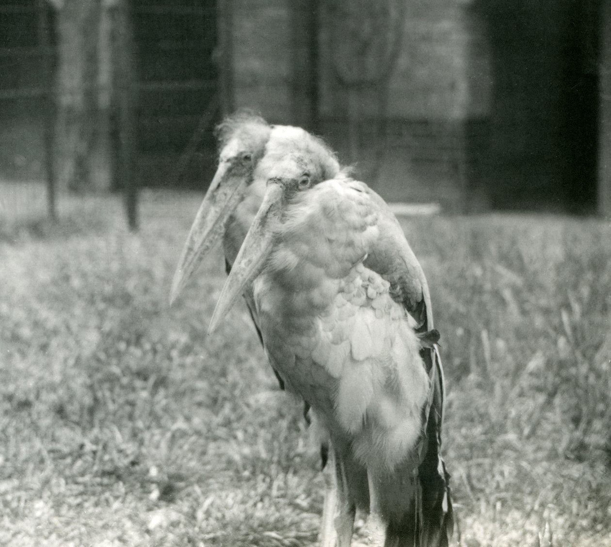 1組のGreaterIndian Adjutant Storks、ロンドン動物園、1923年9月（bw写真） 作： フレデリックウィリアムボンド