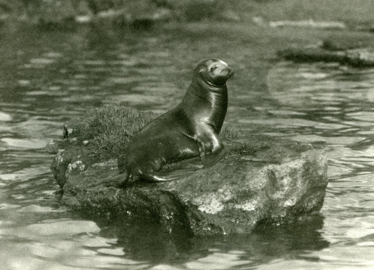 1923年10月にロンドン動物園でプールの岩の上に座っている若いカリフォルニアアシカ（bw写真） 作： フレデリックウィリアムボンド