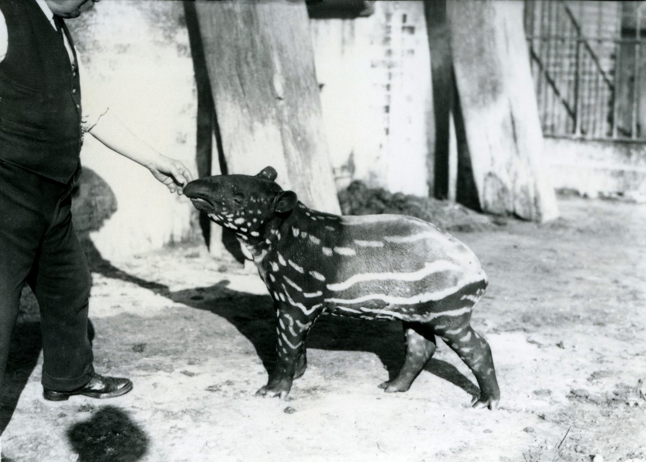 1921年10月18日、ロンドン動物園で飼育係の若いマレーバク 作： フレデリックウィリアムボンド