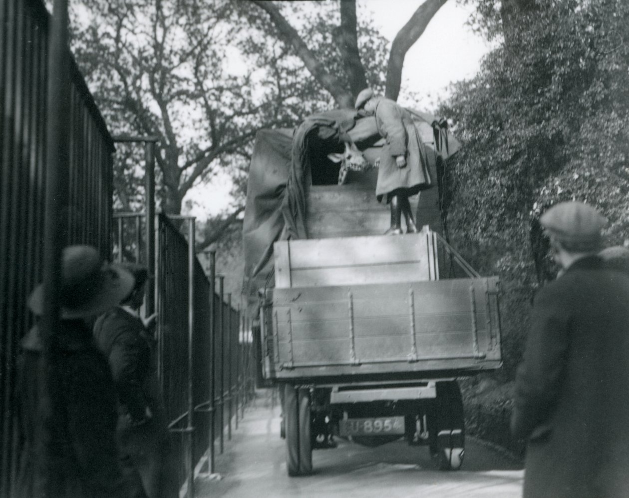 1923年5月、ロンドン動物園に到着した若いキリン（bw写真） 作： フレデリックウィリアムボンド