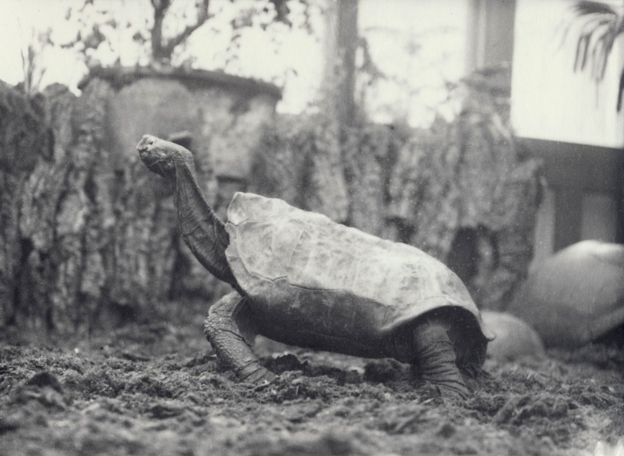 1914年3月、ロンドン動物園でのアビンドンピンタ島の巨大なカメ 作： フレデリックウィリアムボンド