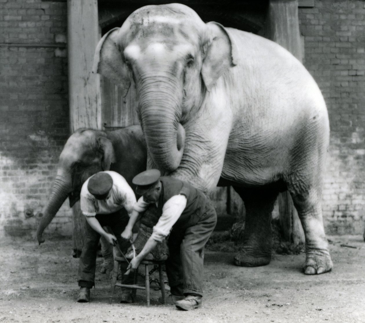 1923年9月、ロンドンの動物園で足をトリミングされた、大人の女性のインド象、キーパーのチャールズエイルスと一緒のアッサムルキ（bw写真） 作： フレデリックウィリアムボンド