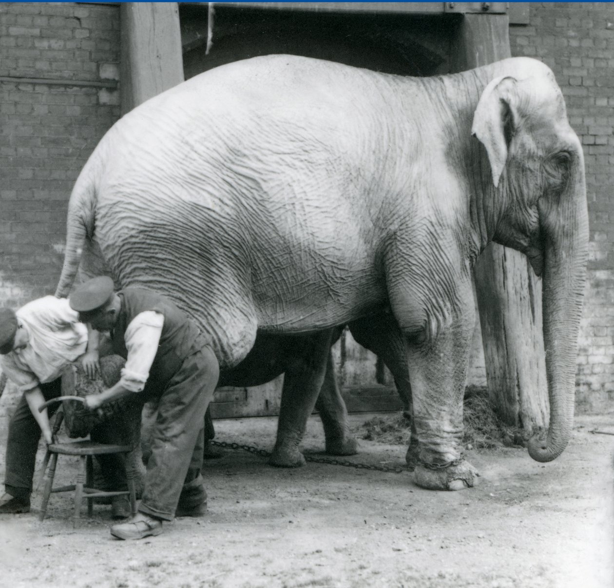 1923年9月、ロンドンの動物園で足をトリミングされた、大人の女性のインド象、キーパーのチャールズエイルスと一緒のアッサムルキ（bw写真） 作： フレデリックウィリアムボンド