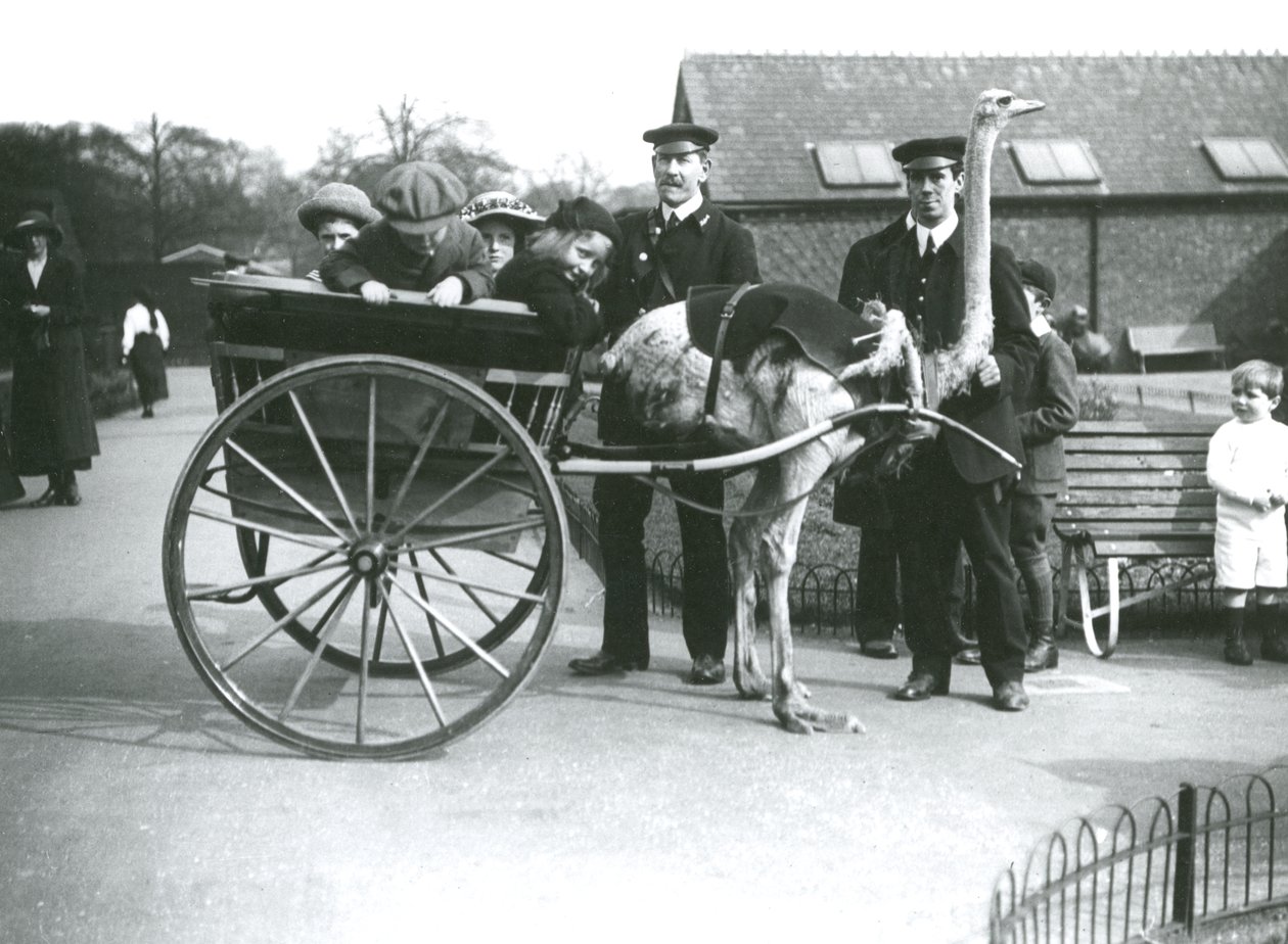 1913年頃、ロンドン動物園で子供と飼育員のジョージ・ブロアとウィリアム・デクスターが乗ったダチョウのカート 作： フレデリックウィリアムボンド