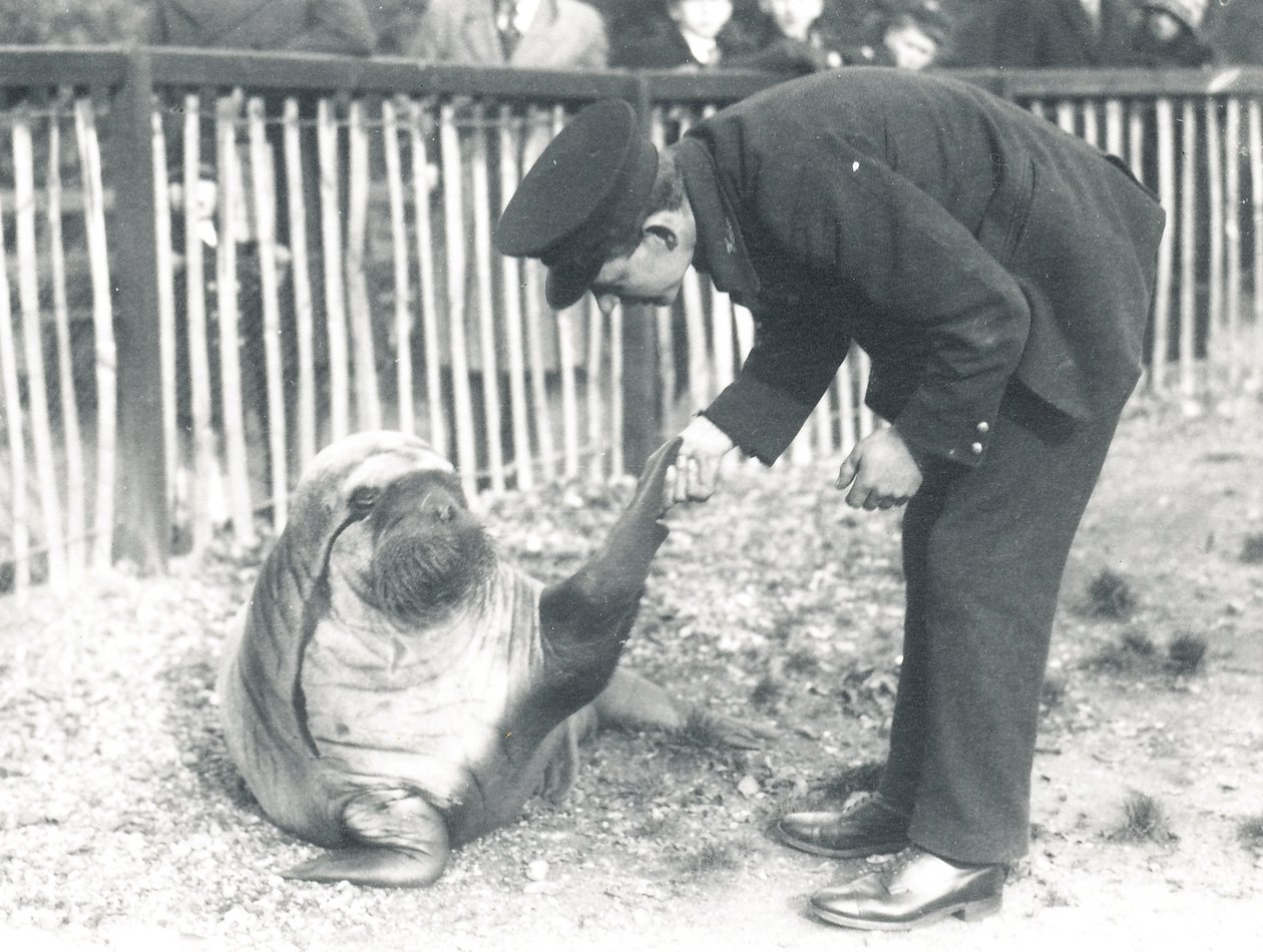 Andy the Walrus at ZSL London Zoo、1925 作： フレデリックウィリアムボンド