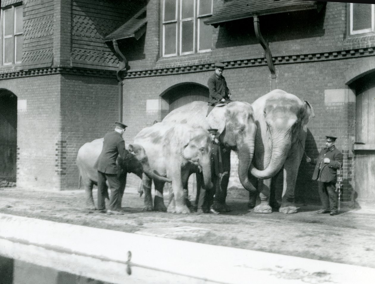 1930年以前のロンドン動物園で飼育しているアジアゾウ、2匹の大人と2匹の若い象（bw写真） 作： フレデリックウィリアムボンド