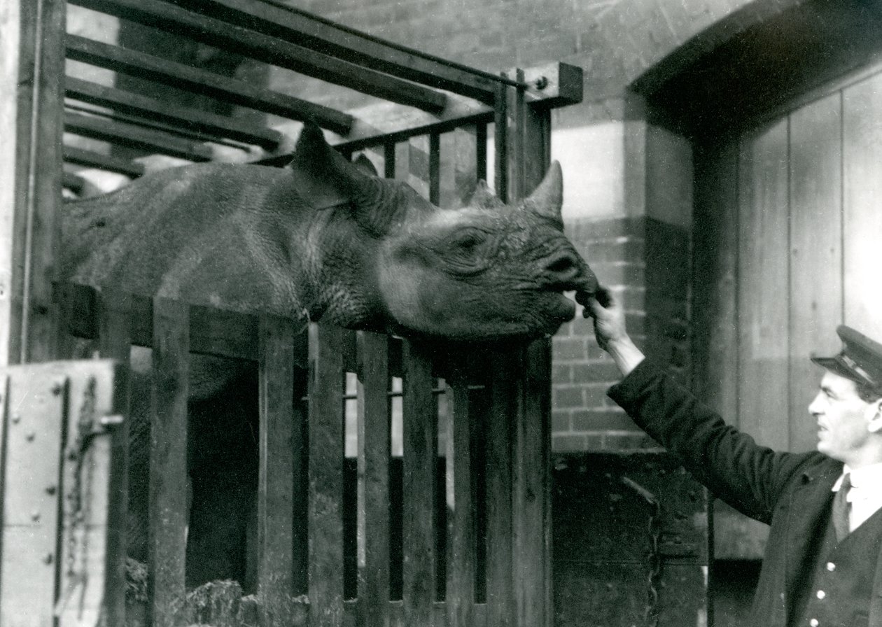 1923年にロンドン動物園に到着すると、クロサイのエリザが飼い主の手から餌をとります（bw写真） 作： フレデリックウィリアムボンド