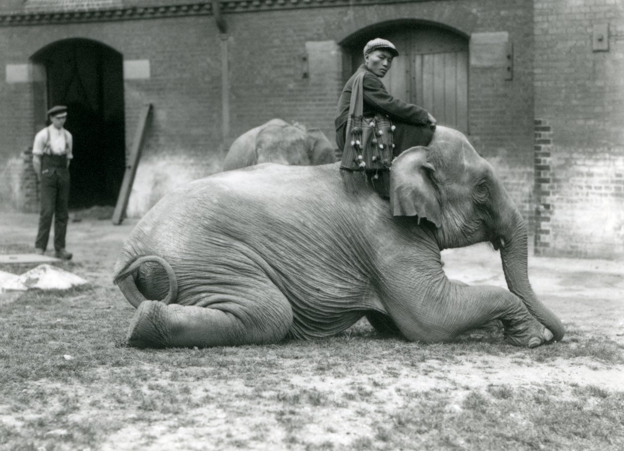 メスのビルマ象Mo Mo Ko、トレーナーLaw Wee Leeが象の家の外で飼育員と別の象を背景に、ロンドン動物園、1923年（bw写真） 作： フレデリックウィリアムボンド